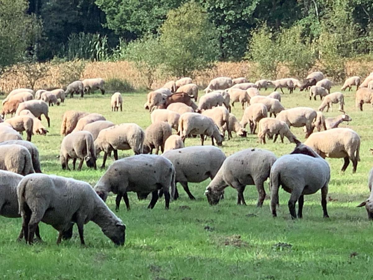 Unter Reet Im Heidedorf Bei Lueneburg * Sankt Dionys